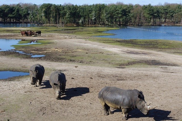 Free download Rhino Rhinos Animal -  free photo or picture to be edited with GIMP online image editor