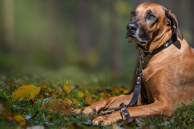 Free download rhodesian ridgeback dog pet canine free picture to be edited with GIMP free online image editor