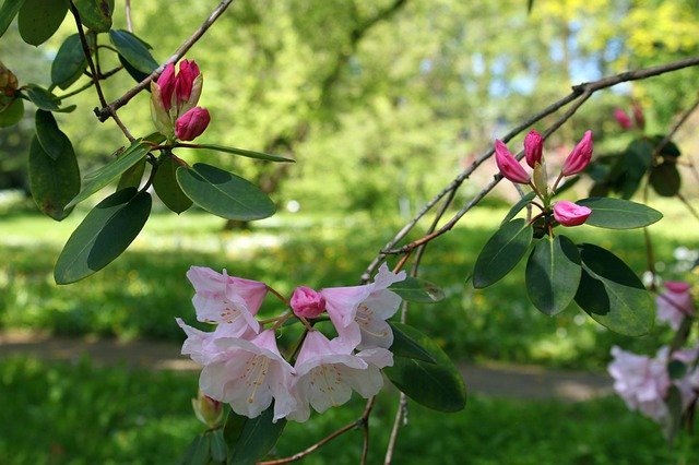 Free download Rhododendron Arboretum Park -  free photo or picture to be edited with GIMP online image editor