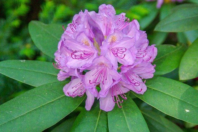 Free download Rhododendron Flower Bush -  free photo or picture to be edited with GIMP online image editor