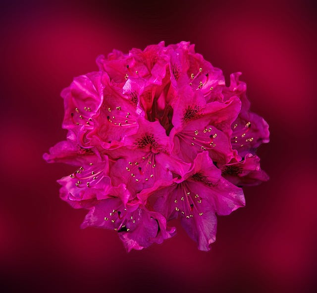 Free download rhododendron flowers pink flowers free picture to be edited with GIMP free online image editor