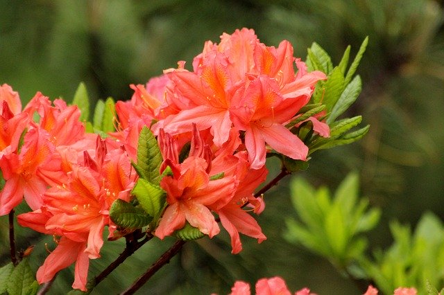 Free download Rhododendron Plant Bloom -  free photo or picture to be edited with GIMP online image editor