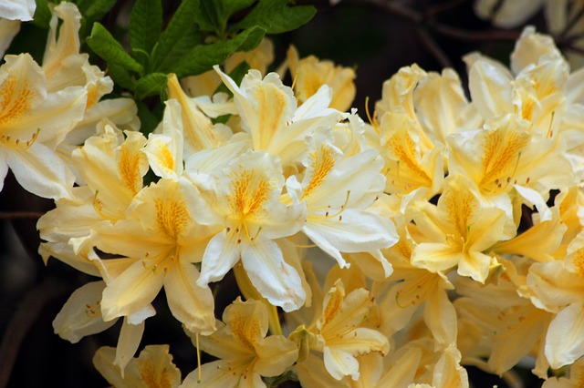 Free download rhododendron plant bloom flowers free picture to be edited with GIMP free online image editor