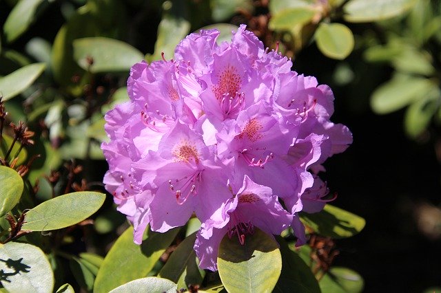 Free download Rhododendron Plant Nature -  free photo or picture to be edited with GIMP online image editor