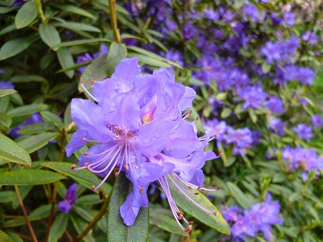 Free download Rhododendron Purple Bloom -  free photo or picture to be edited with GIMP online image editor