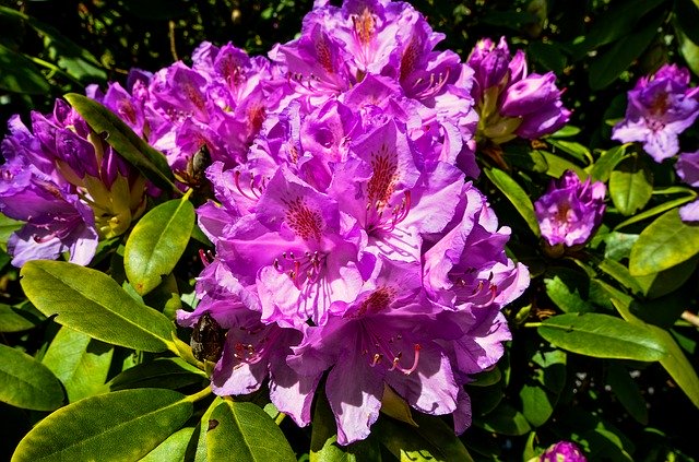 Free download Rhododendrons Ericaceae Pink -  free photo or picture to be edited with GIMP online image editor