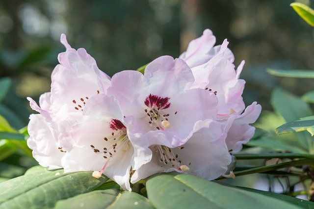 Free download Rhododendrons Spring Inflorescence -  free photo or picture to be edited with GIMP online image editor