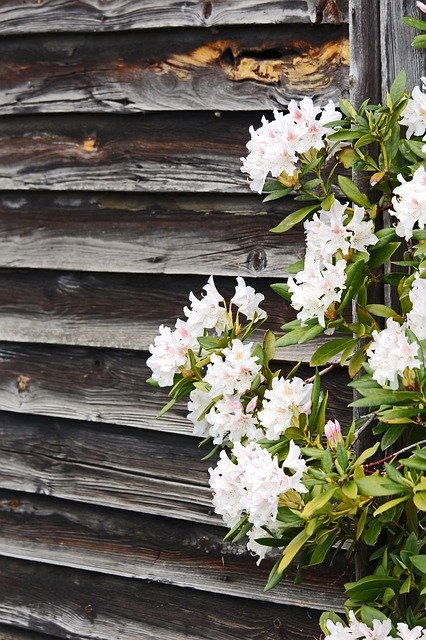 Free download Rhododendron Wooden Wall Spring -  free photo or picture to be edited with GIMP online image editor