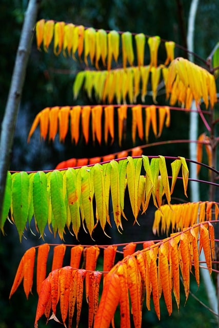 Free download rhus typhina vinegar tree leaves free picture to be edited with GIMP free online image editor