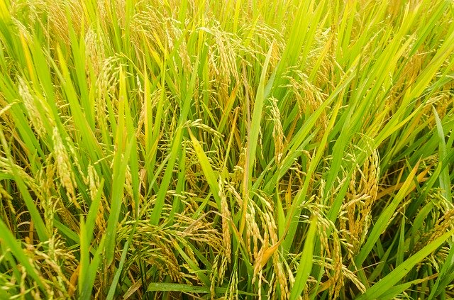 Free download Rice Cooked Flowering -  free photo or picture to be edited with GIMP online image editor