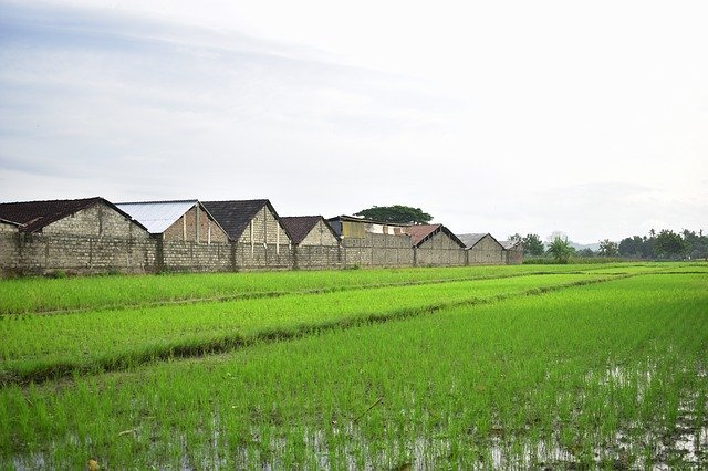 Free download Rice Field Agriculture -  free photo or picture to be edited with GIMP online image editor