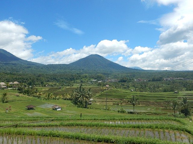 Free download Rice Field Bali Indonesia -  free free photo or picture to be edited with GIMP online image editor