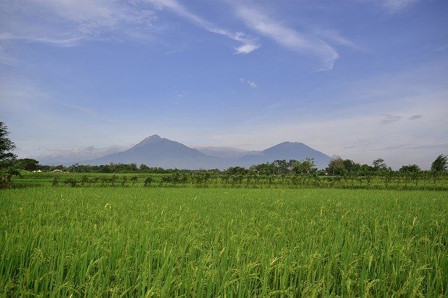 Free download Rice Field Countryside Agriculture -  free photo or picture to be edited with GIMP online image editor