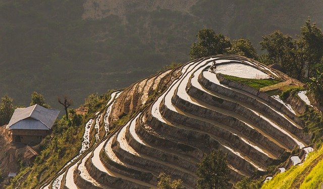 Free download Rice Field Home Vietnam -  free photo or picture to be edited with GIMP online image editor