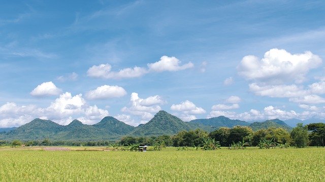 Free download Rice Field Indonesian East -  free photo or picture to be edited with GIMP online image editor