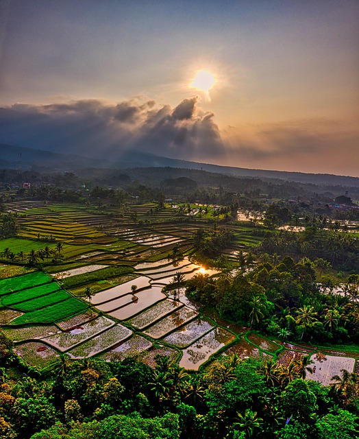 Free download rice fields sunset countryside free picture to be edited with GIMP free online image editor