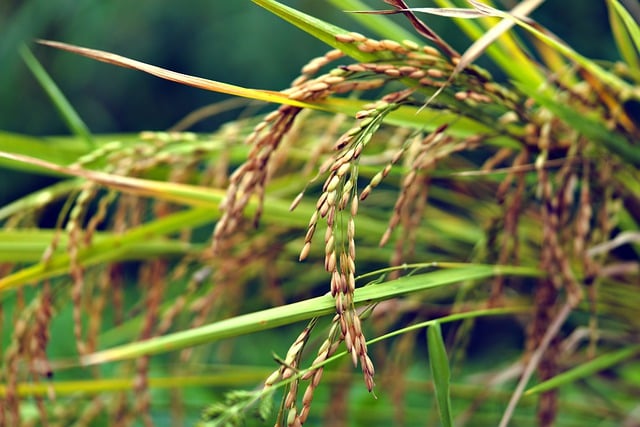 Free download rice grain harvest paddy free picture to be edited with GIMP free online image editor