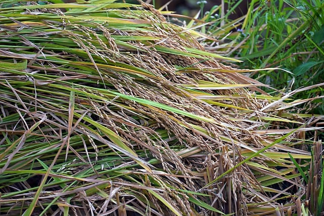 Free download rice grain harvest paddy nature free picture to be edited with GIMP free online image editor