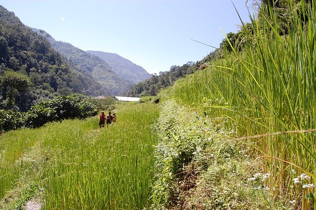 Free download Rice Nepali Nepalese -  free photo or picture to be edited with GIMP online image editor