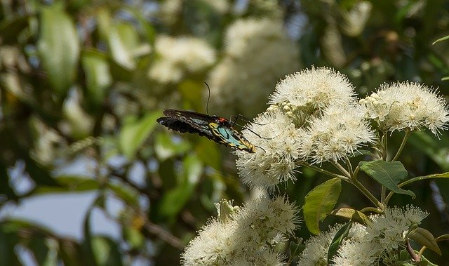 Free download Richmond Birdwing Butterfly -  free photo or picture to be edited with GIMP online image editor