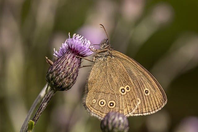 Free download ringlet flowers pollination free picture to be edited with GIMP free online image editor