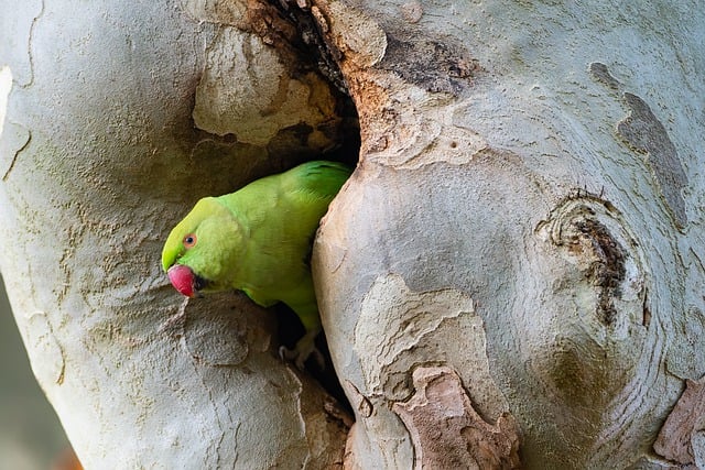 Free download ring necked parakeet bird nature free picture to be edited with GIMP free online image editor