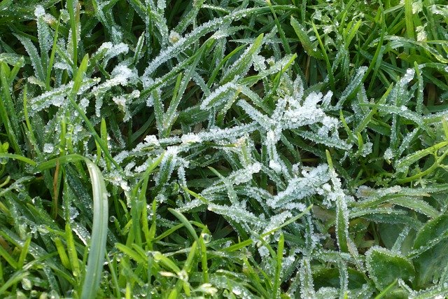 Free download Ripe Frozen Grass -  free photo or picture to be edited with GIMP online image editor