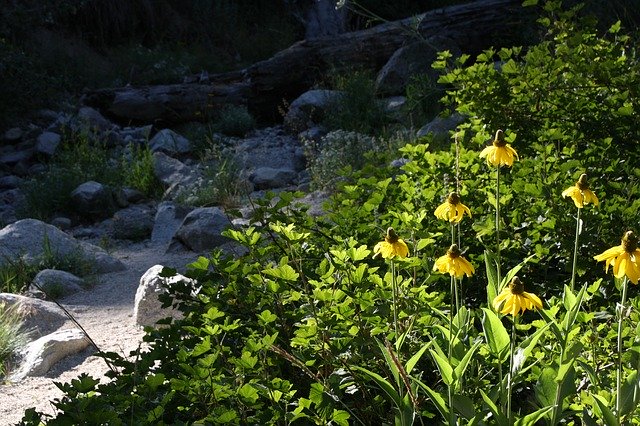 Free download Riverbed Flowers -  free photo or picture to be edited with GIMP online image editor