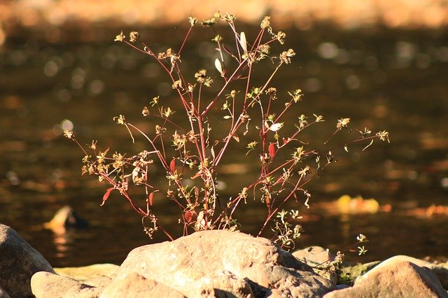 Free download River Bush Nature -  free photo or picture to be edited with GIMP online image editor