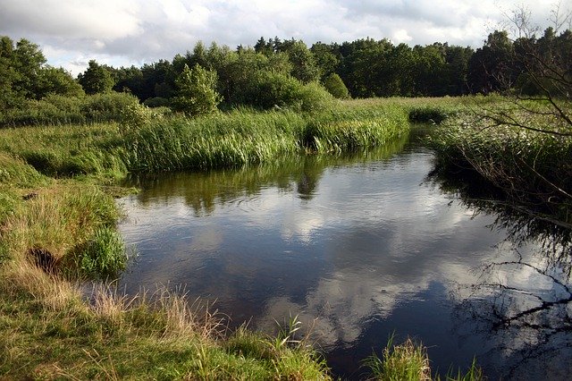 Free download River Cane Grass -  free photo or picture to be edited with GIMP online image editor