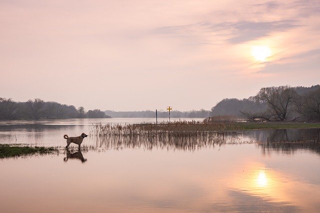 Free download River Dog Elbe -  free photo or picture to be edited with GIMP online image editor