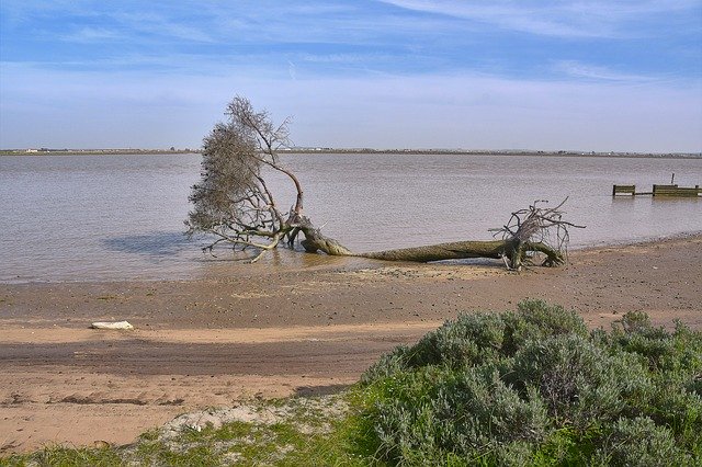 הורדה חינם של River Fallen Tree Landscape - תמונה או תמונה בחינם לעריכה עם עורך התמונות המקוון GIMP