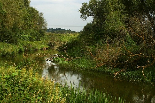 Free download River Green Nature -  free photo or picture to be edited with GIMP online image editor