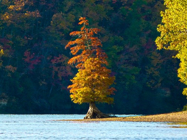 Free download River Tree Autumn Tennessee -  free photo or picture to be edited with GIMP online image editor