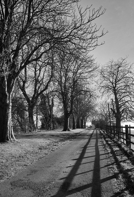 Free download Road Leading Lines Trees -  free photo or picture to be edited with GIMP online image editor