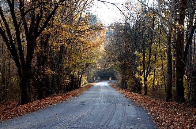 Free download Road Tree Landscape -  free photo or picture to be edited with GIMP online image editor