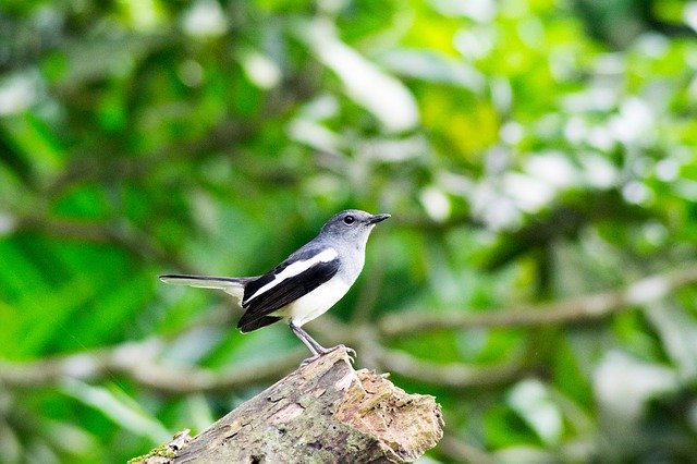 Free download Robbin The National Bird Of -  free photo or picture to be edited with GIMP online image editor