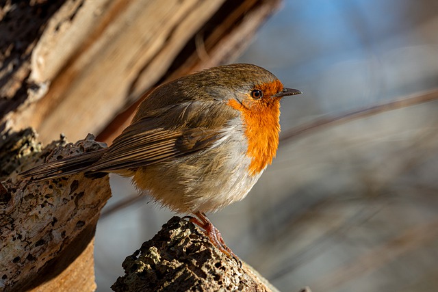 Free download robin bird animal robin redbreast free picture to be edited with GIMP free online image editor