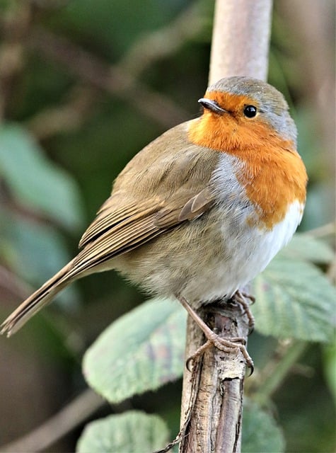 Free download robin bird animal winter beak free picture to be edited with GIMP free online image editor