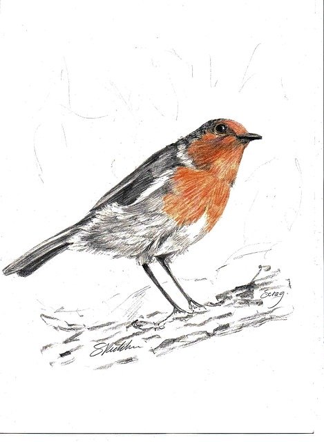 Free download Robin Bird Drawing -  free illustration to be edited with GIMP free online image editor