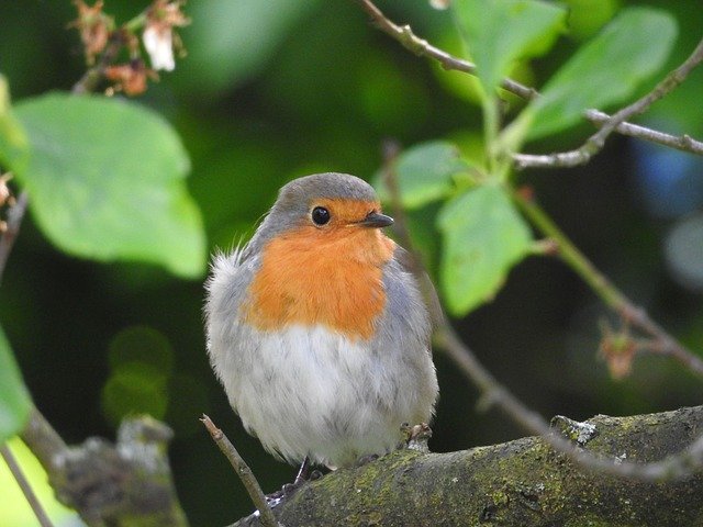 Free download Robin Bird Garden -  free photo or picture to be edited with GIMP online image editor