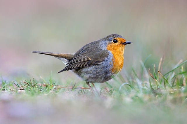 Free download robin bird nature wildlife grass free picture to be edited with GIMP free online image editor