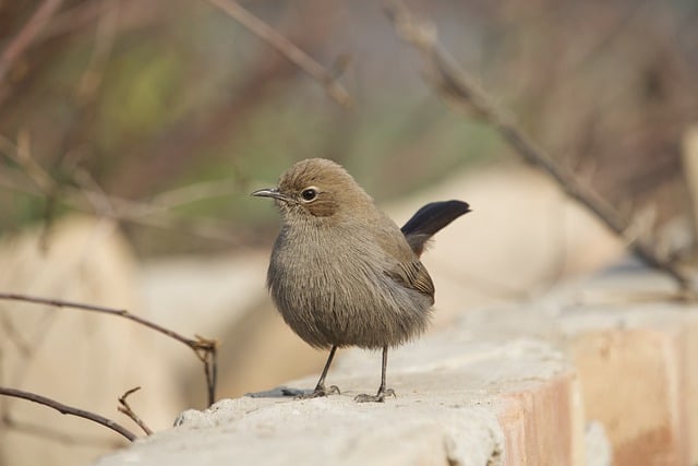 Free download robin bird nature wildlife love free picture to be edited with GIMP free online image editor