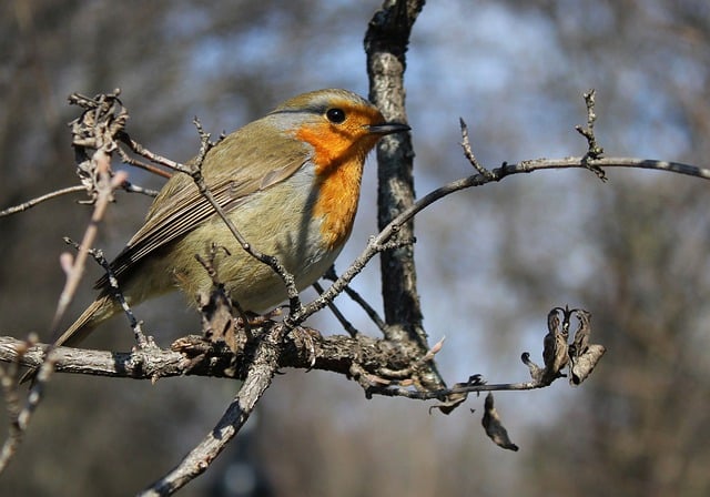 Free download robin bird pen feathers branches free picture to be edited with GIMP free online image editor