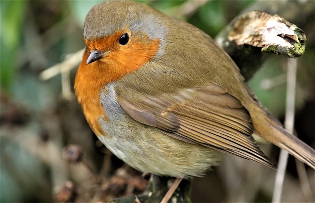 Free download robin bird perched robin redbreast free picture to be edited with GIMP free online image editor