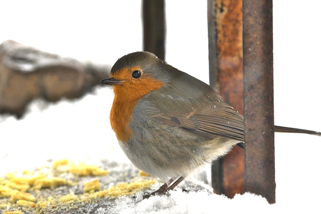 Free download robin bird snow shelter animal free picture to be edited with GIMP free online image editor