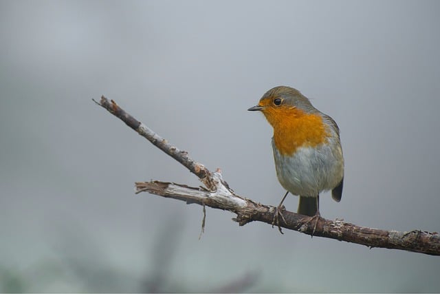 Free download robin bird songbird animal free picture to be edited with GIMP free online image editor