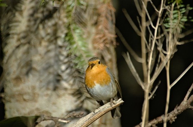 Free download Robin Bird Songbird Small -  free photo or picture to be edited with GIMP online image editor