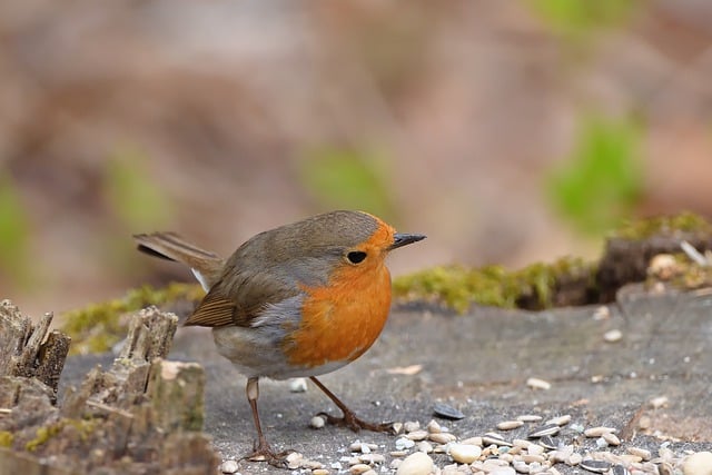 Free download robin bird spring feeding park free picture to be edited with GIMP free online image editor