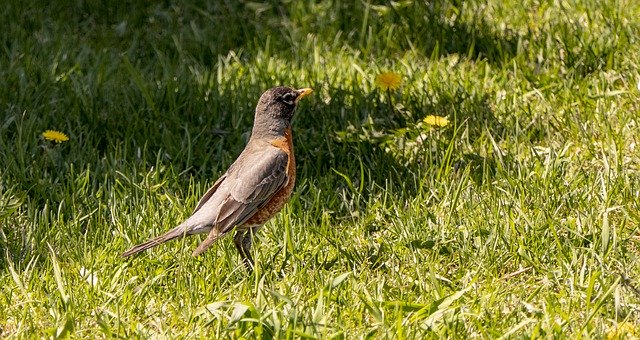 Free download Robin Bobbing Along Red -  free photo or picture to be edited with GIMP online image editor